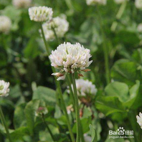 白花车轴草的培育方法和注意事项
