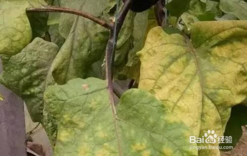 茄子黄叶了是什么病,怎么防治?