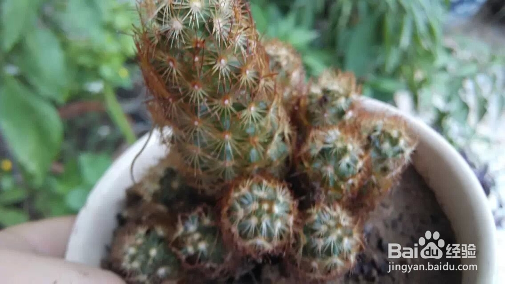 植物金手指冬天怎么养
