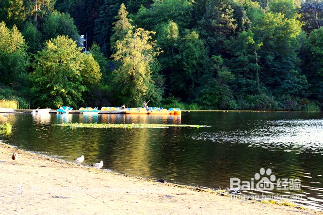 温哥华鹿湖Deer Lake 黄昏漫步(组图)
