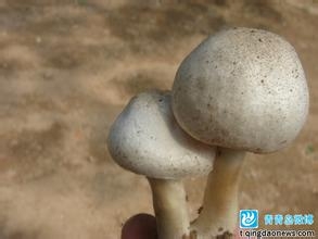 怎样正确的分辨蘑菇