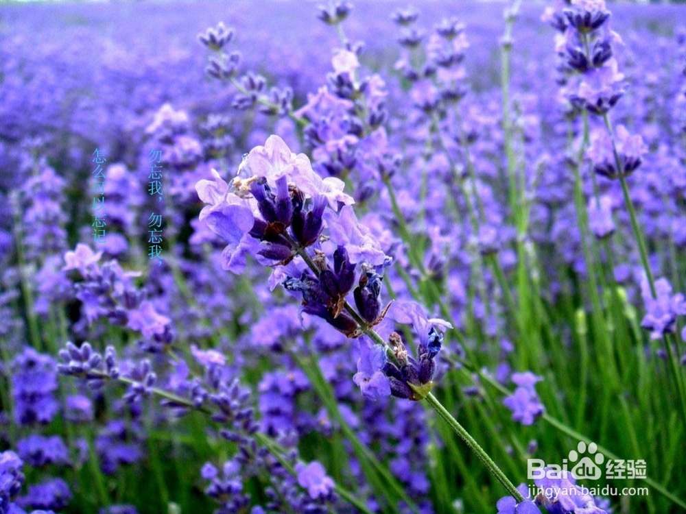 各种花茶作用大全,养颜保健美体
