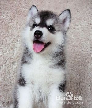 哈士奇幼犬的饲养，学会你就是专业的~