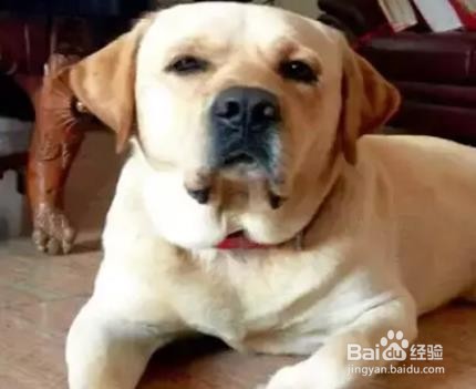 怎么推迟狗狗早上拉屎时间