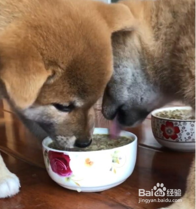 狗狗吹空调拉肚子怎么办