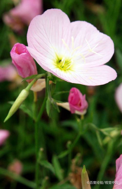 夜香花的食用禁忌 百度经验