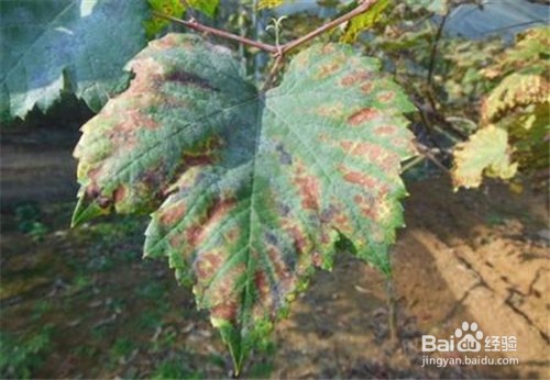 葡萄裂果的防治方法