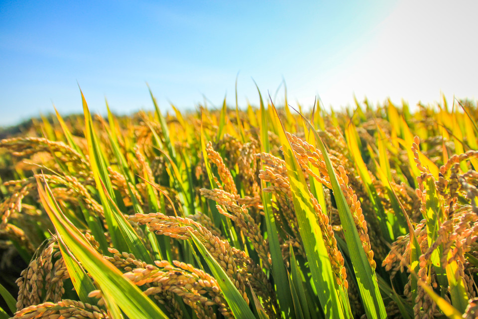 “稻花香里说丰年,听取蛙声一片”是什么意思