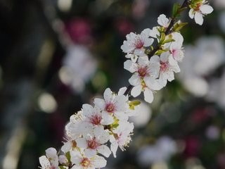 怎样使郁李多开花?