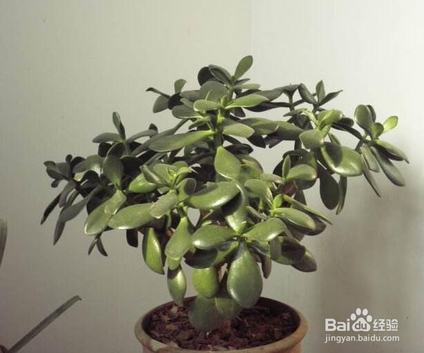 玻璃翠冬天怎么养护