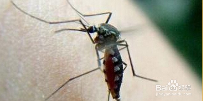 蚊子的爱好，由我们来消灭