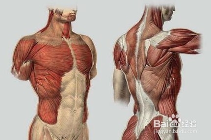 <b>怎么练胸肌和背部肌肉</b>