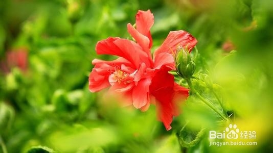 扶桑养殖方法和注意事项