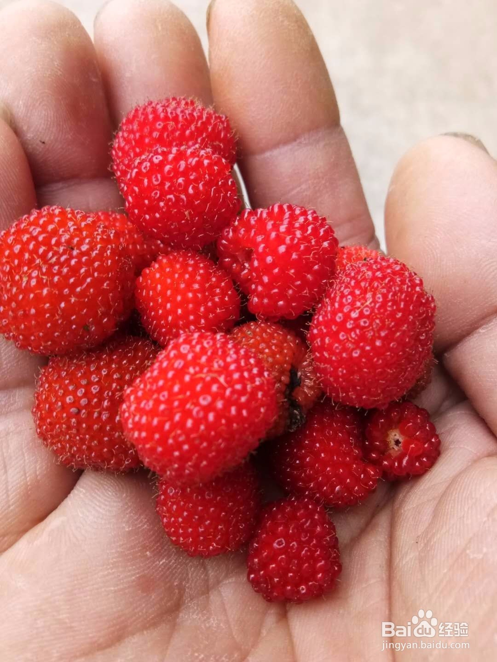 鸣凤山野美食集锦
