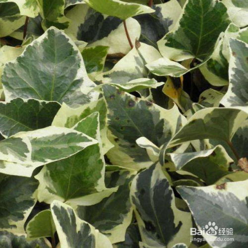 花叶蔓长春的养殖方法和注意事项