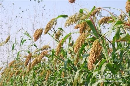高粱怎么形容