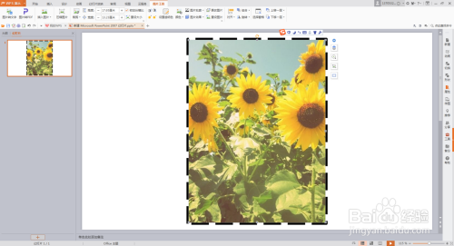 PPT插入图片时给图片加轮廓描边颜色