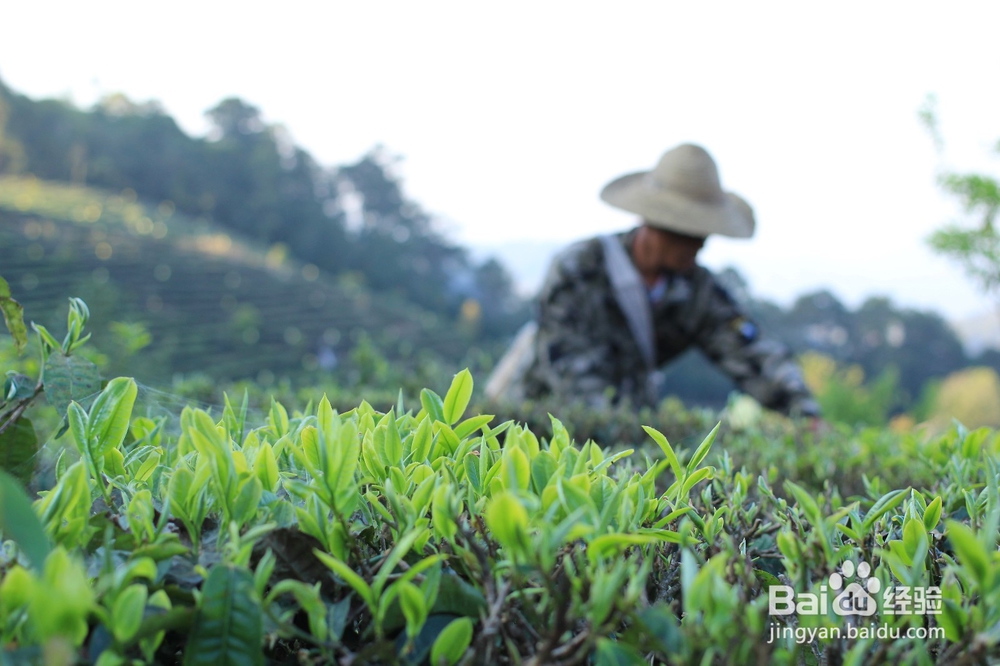 陈香普洱的功效与作用