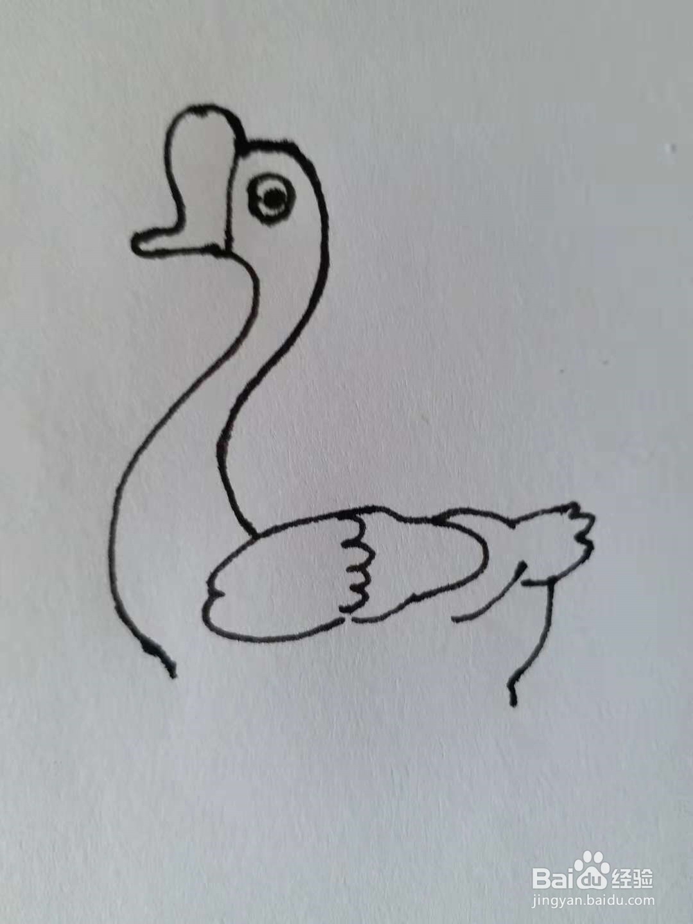鹅的简笔画法《四》