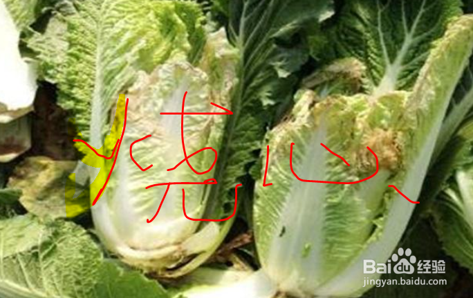 白菜烧心病的防治方法