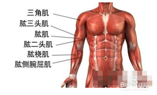 手臂各部位肌肉锻炼的汇总 百度经验