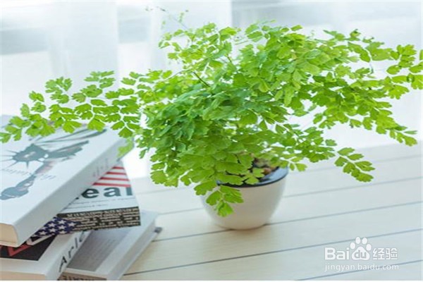 铁线蕨的养殖方法和注意事项有什么?