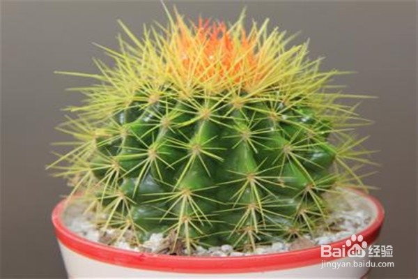 仙人掌的养殖方法和注意事项