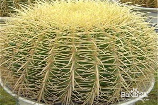 种植仙人球的方法及注意事项