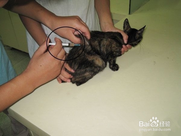 领养猫咪要注意什么