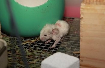 刚出生的龙猫宝宝要怎么饲养