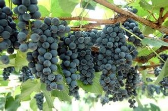 口味醇正的红酒(葡萄酒)是怎么样来制作的呢?