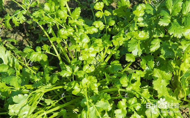 香菜的需肥要点和施肥要点都有什么?用什么肥?