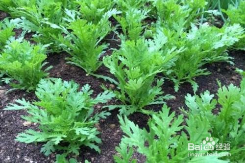 茼蒿菜怎么种植