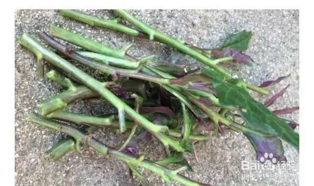 蔬菜移植——红背菜的移植方法