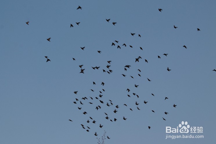 怎样用古诗形容长春2020年冬季第一场雪