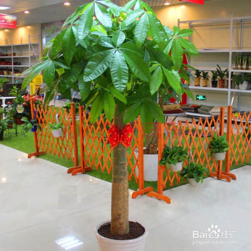 摇钱树叶子发黄该怎么解决?