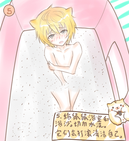 仓鼠饲养基础手册