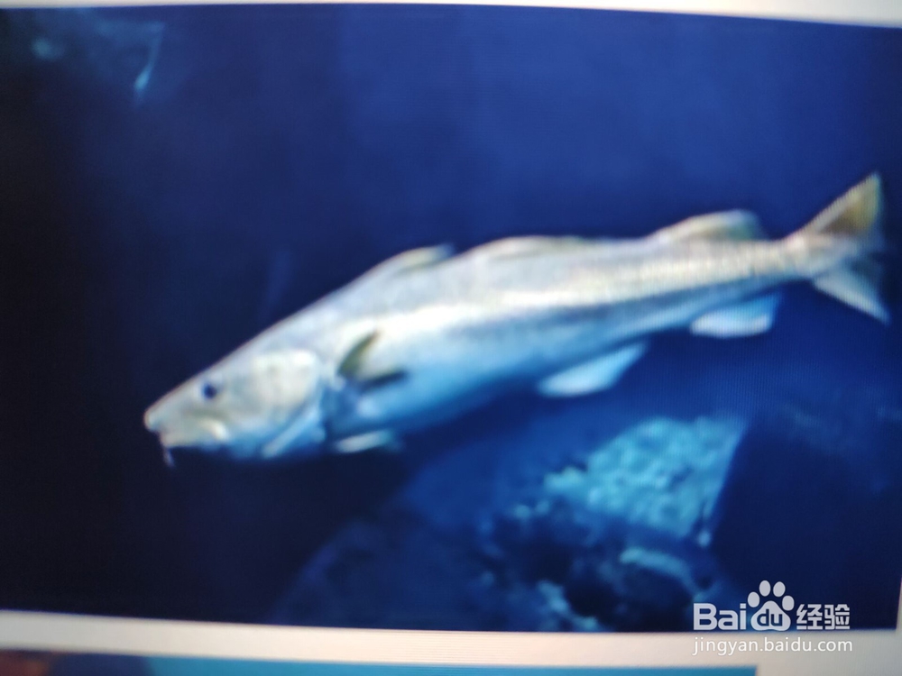 淡水鳕鱼怎么钓法