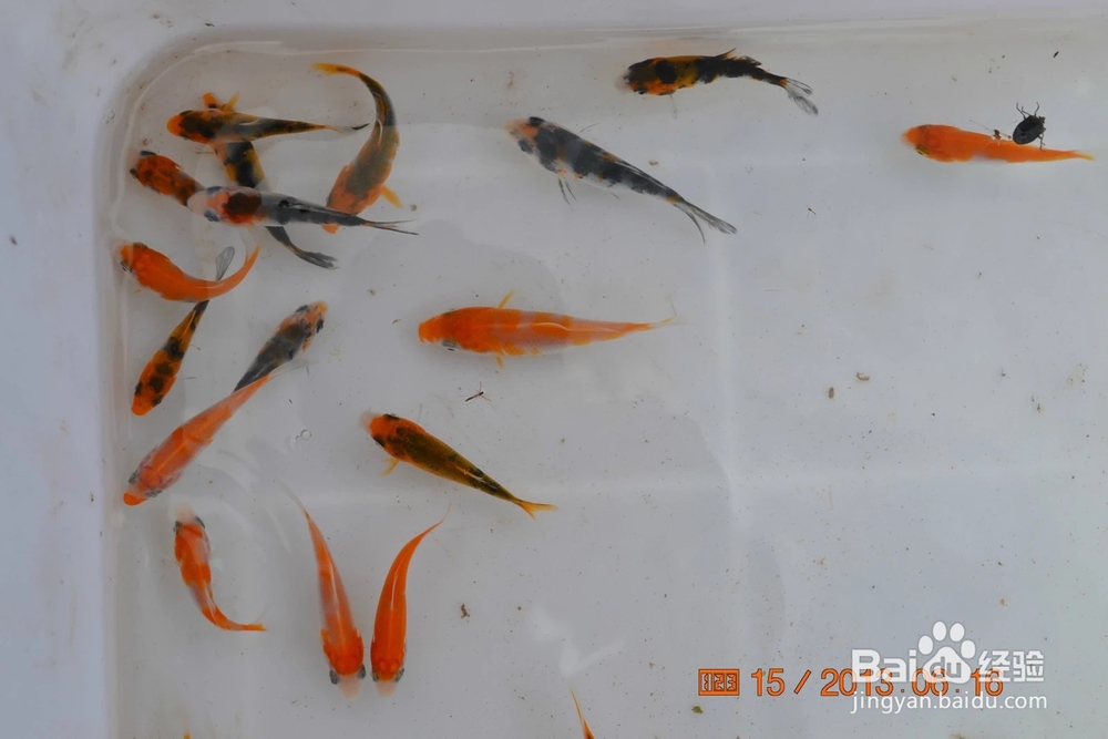 介绍锦鲤小常识