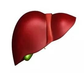 出现这些状况说明肝脏受损严重