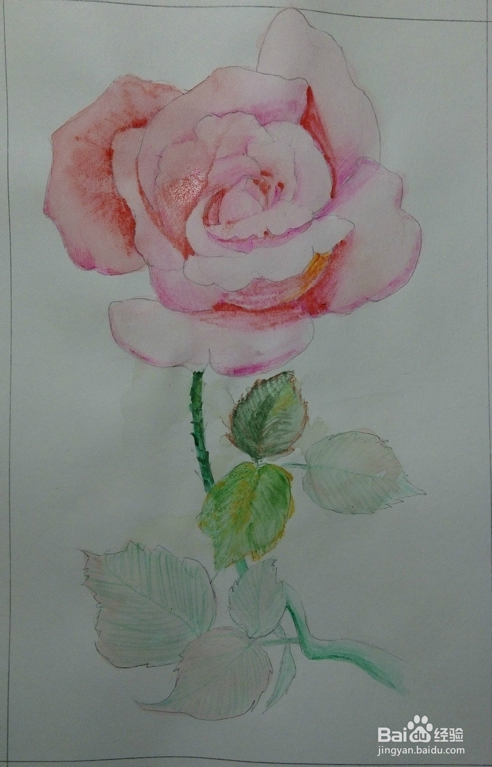 只能为你画一张小小的卡片——《一枝玫瑰》