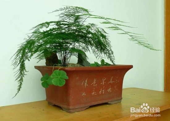 文竹烂根怎么办养文竹的方法
