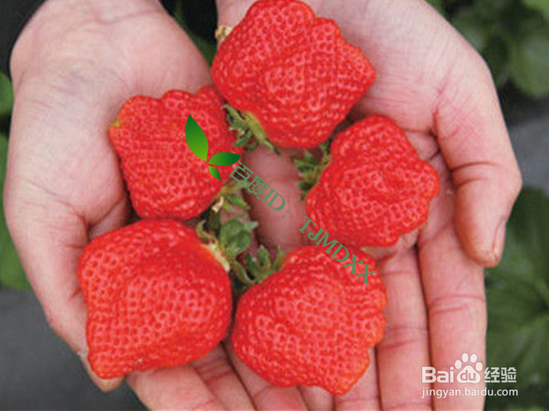 怎么挑选安全的草莓及正确清洗方法
