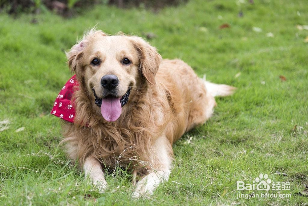 如何才能避免狗狗攻击人？