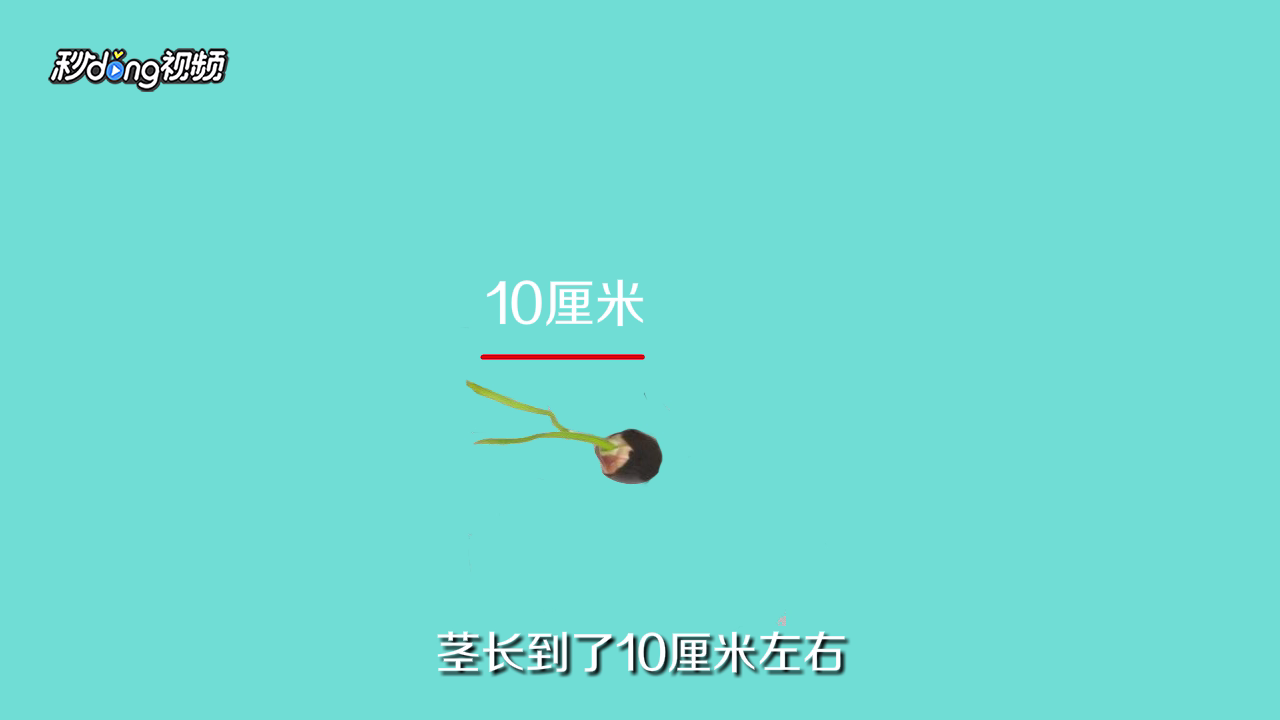荷花种子的种植方法