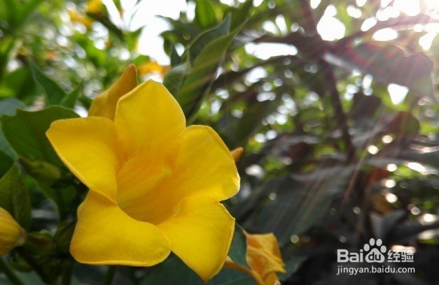 玩转手机微距摄影 的技巧有哪些