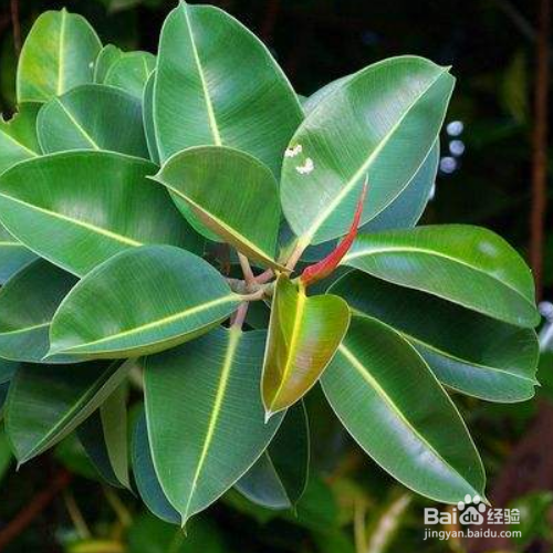 印度橡胶树的培育方法和注意事项