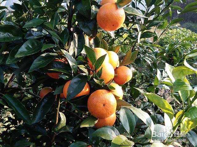 沃柑膨果增甜的田间管理和沃柑的施肥要点