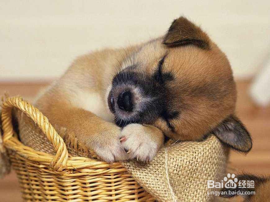 夏天狗狗鼻子干正常吗