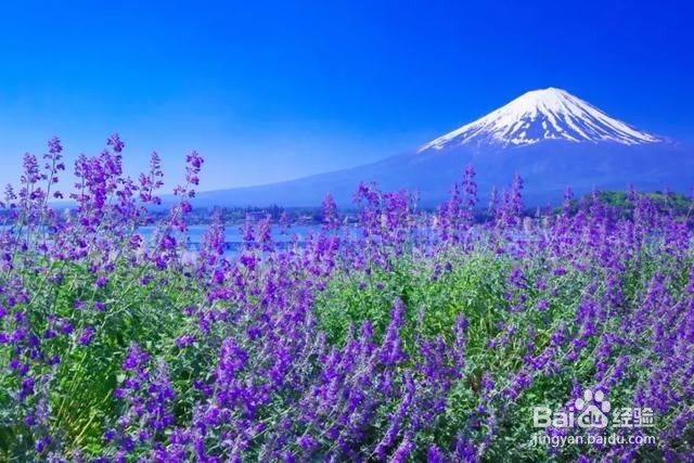 日本河口湖旅游攻略